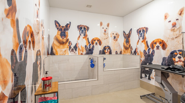 Keep your pet fresh in our pet spa